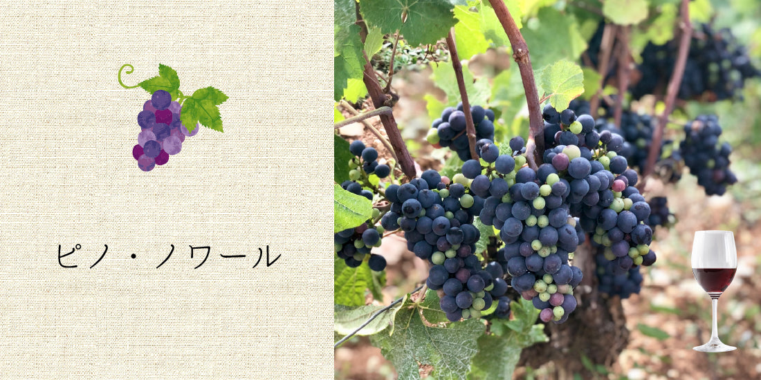 ピノ・ノワール｜赤ワイン